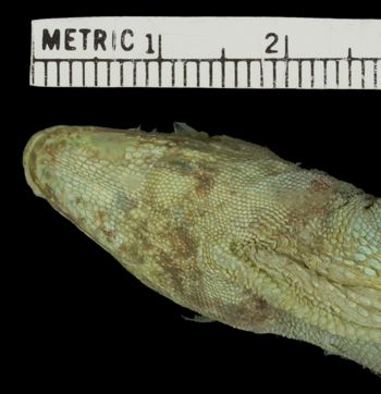 Media type: image;   Herpetology R-6183
